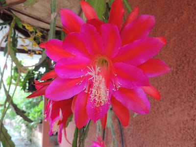 Dutchmans pipe cactus 505240-Dutchman pipe cactus price