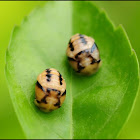 Ladybug Coccons
