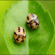 Ladybug Coccons
