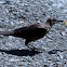 Great-tailed grackle?