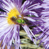 Sweat Bee