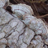 bracket fungi or shelf mushroom