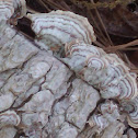 bracket fungi or shelf mushroom