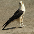 yellow headed caracara