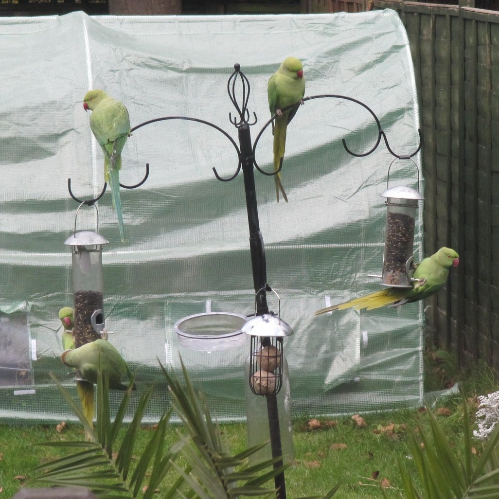 Ring necked parakeets