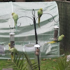 Ring necked parakeets