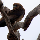 Bateleur Eagle