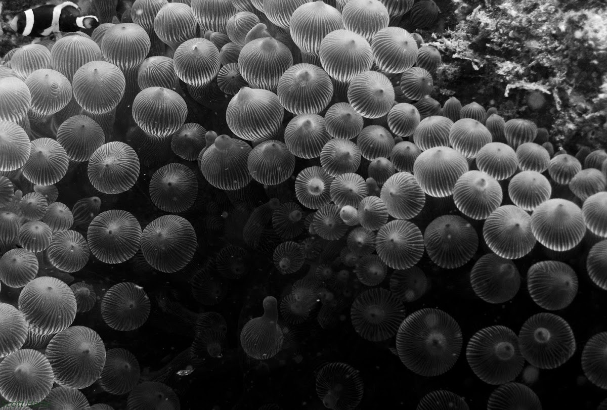 Bubble-tip Anemone