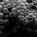 Bubble-tip Anemone