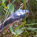 Common Garter Snake