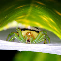 Kidney Garden Spider