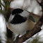 Black caped chickadee