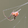 tiny cobweb weaver