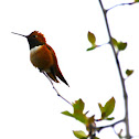 Rufous Hummingbird