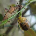 Leaf beetle vs. shield bug