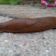  Invasion of the slugs