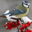 Birds & Nature Wallpaper logo