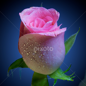 by Chandra Mouli Roy Chowdhury - Flowers Flower Buds