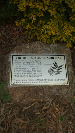 The Queensland Kauri Pine