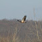 Bald Eagle (immature)