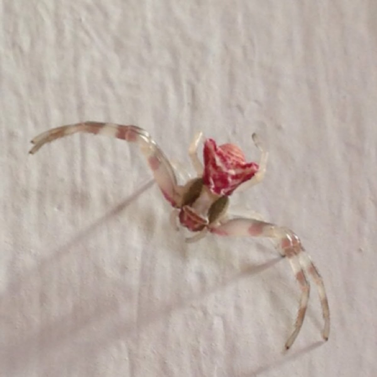 Thomisus crab spider
