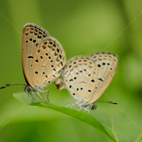 by Sankar Singha - Uncategorized All Uncategorized