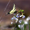 Western Tiger swallowtail