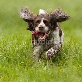 by James Blyth Currie - Animals - Dogs Running