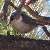 White-brested Nuthatch