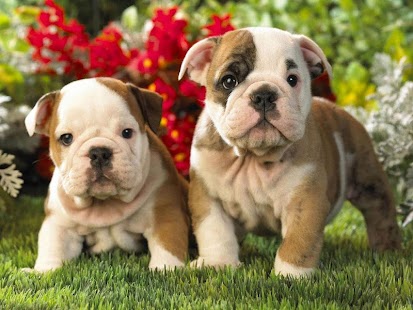 Free Download Cute Puppy Dog HD APK
