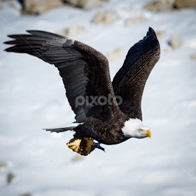 In the Cold by Mike Trahan - Animals Birds