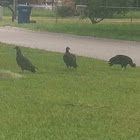 Black vulture