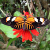 Doris Long Wing Butterfly