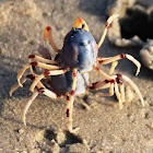 Soldier Crabs