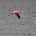 Chilean Flamingo/ Flamenco chileno