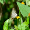 Fine lined hairstreak