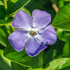 Greater periwinkle