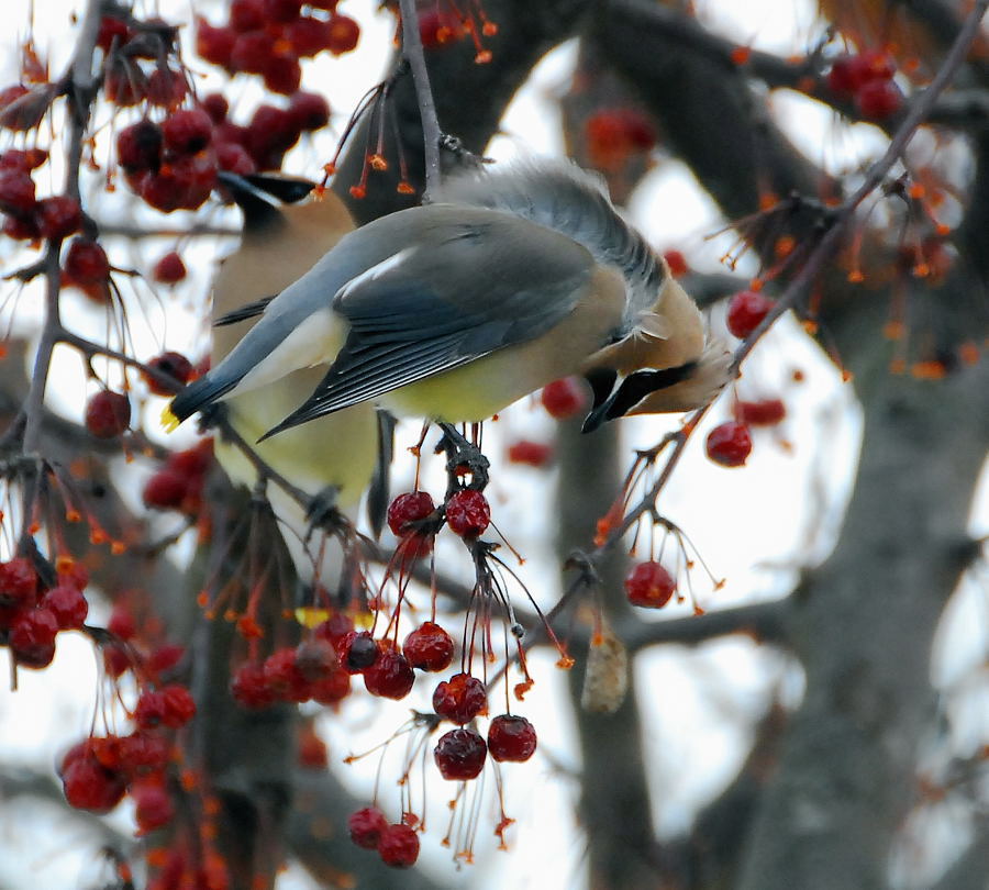 Cedar Waxwing