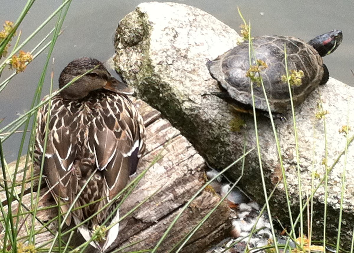 Mallard Duck and Red-eared Slider turtle