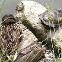 Mallard Duck and Red-eared Slider turtle