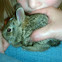Eastern Cottontail bunny