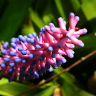 Bromeliad