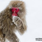 Japanese Macaque