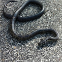 Eastern Rat Snake