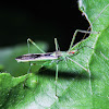 Assassin Bug