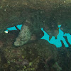 Panther Grouper; Barramundi Cod