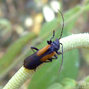 Cantharid beetle