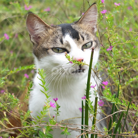 Hiding by Yudawa Suseno - Animals - Cats Portraits