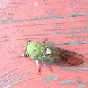 Superb Dog-day Cicada
