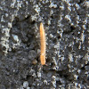 Newly-hatched Portuguese Millipede